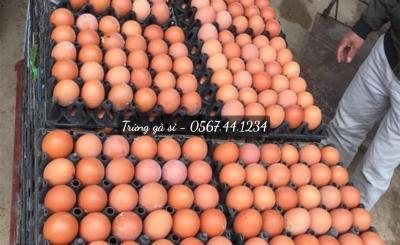 Công dụng trứng gà - Món quà dinh dưỡng cho mọi nhà