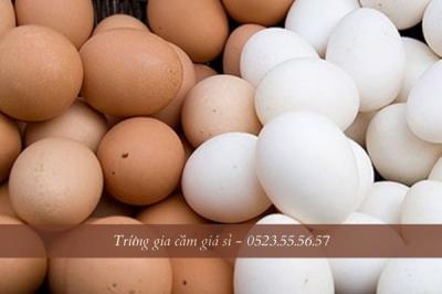 Trứng gà hay trứng vịt bổ hơn?