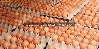 Vựa Trứng Gà Công Nghiệp Giá Sỉ Tại TPHCM